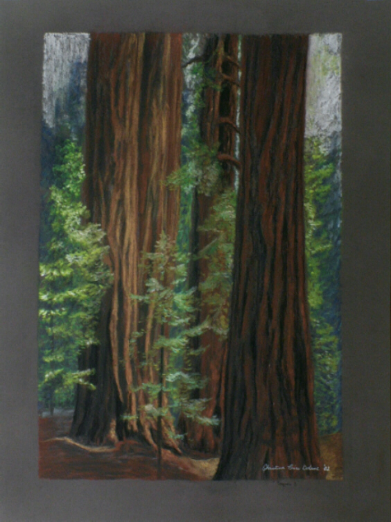 sequoia one.jpg (210369 bytes)